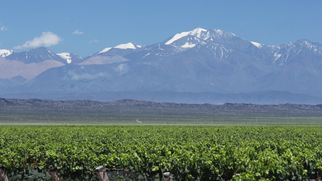Campamento de Vino en Mendoza: Malbec a los Pies de los Andes - Primitivo de la Reta 992 | Secret World Trip Planner