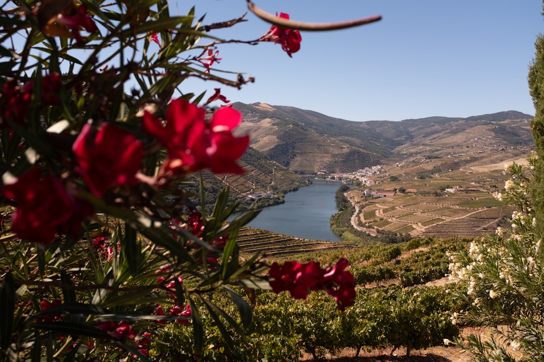Douro Wines: Discover Porto Valley in Peso da Régua | Secret World Trip Planner