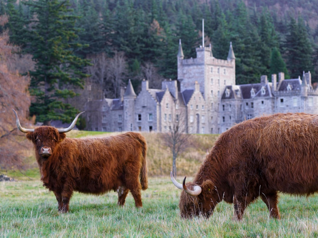 Descubra a Deer Abbey: um tesouro histórico da Escócia — Mintlaw