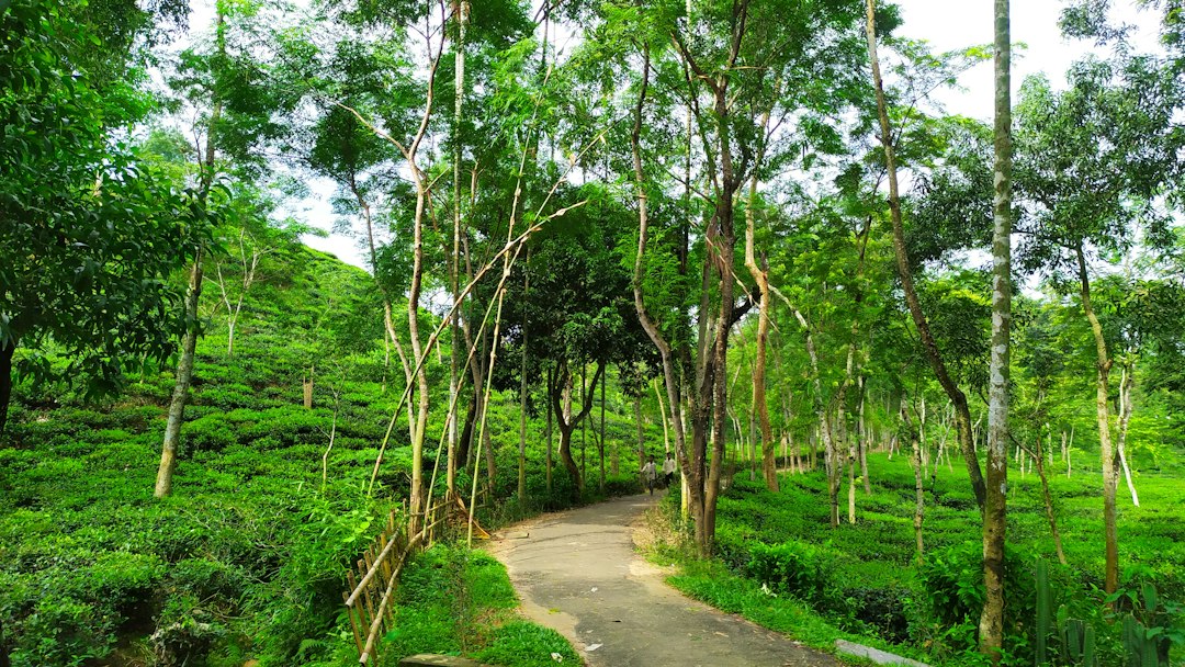 Udawatta Kele: Der königliche Wald über Kandy - Sangamitta Mawatha | Secret World Trip Planner
