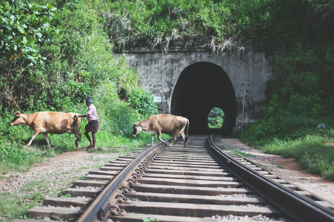 Nine Arch Bridge: The Colonial Viaduct of Demodara - Akasa road | Secret World Trip Planner