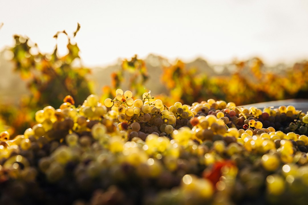Barossa Valley: Centuries-Old Wines and Vines in Australia - Barossa Valley | Secret World Trip Planner