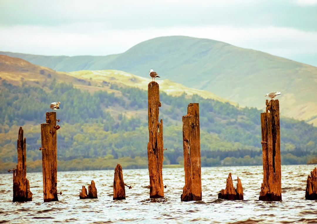 Scoprire il Bird Hide in Scozia: un'uscita indimenticabile - R4WP+QF Castle Douglas | Secret World Trip Planner
