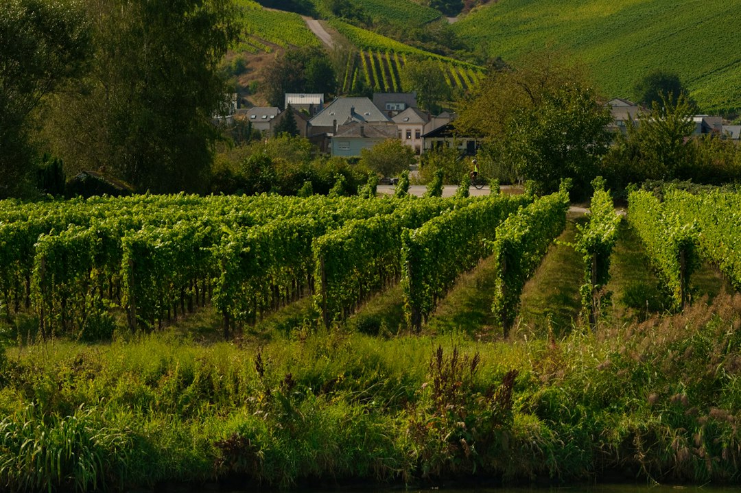 Clos Cabrière: vini e cantina nella roccia di Franschhoek - Franschhoek | Secret World Trip Planner