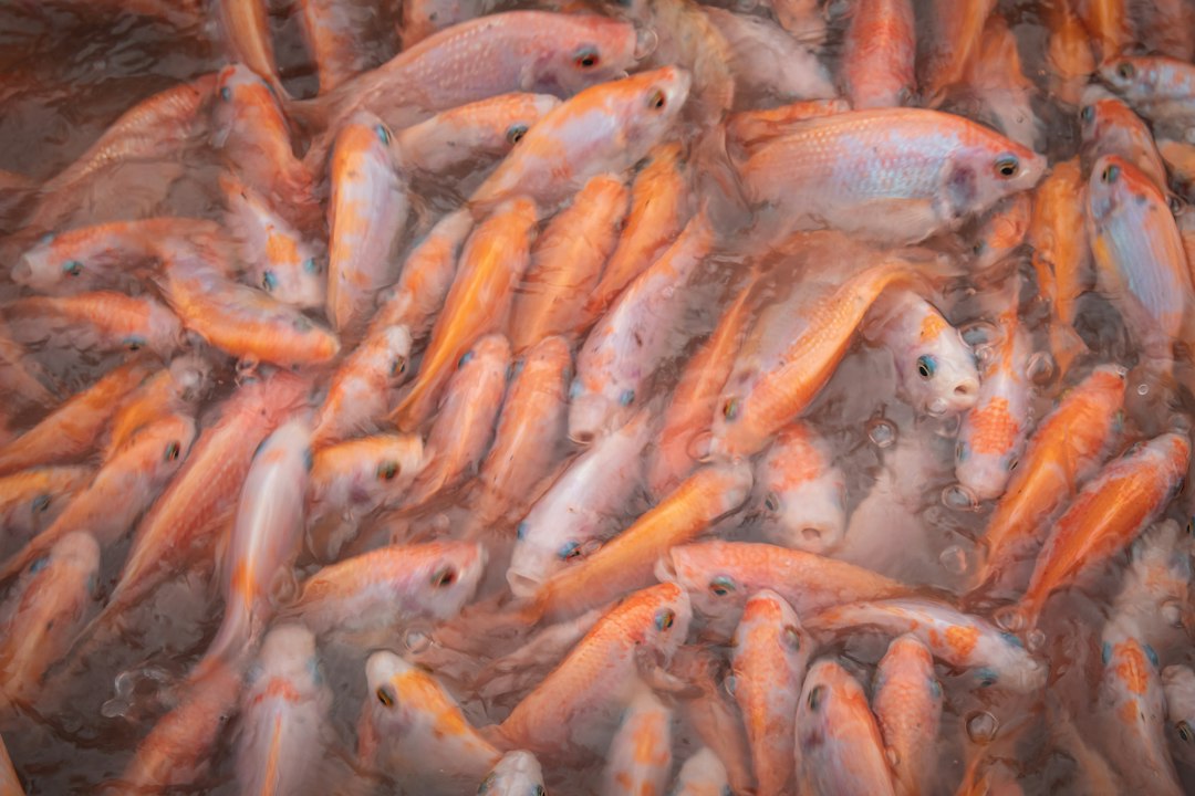 Oistins Fish Fry: la festa del venerdì sera a Barbados - 3F74+CRP | Secret World Trip Planner