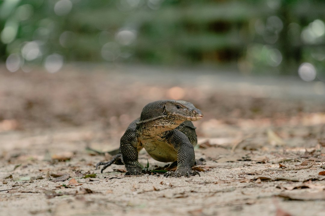 Esplora il Paradiso Naturale di Sungei Buloh - 301 Neo Tiew Cres | Secret World Trip Planner