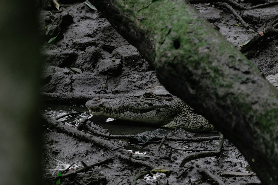 Esplora il Paradiso Naturale di Sungei Buloh - 301 Neo Tiew Cres | Secret World Trip Planner