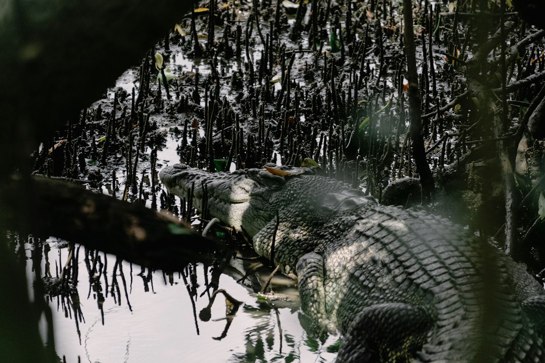 Esplora il Paradiso Naturale di Sungei Buloh - 301 Neo Tiew Cres | Secret World Trip Planner