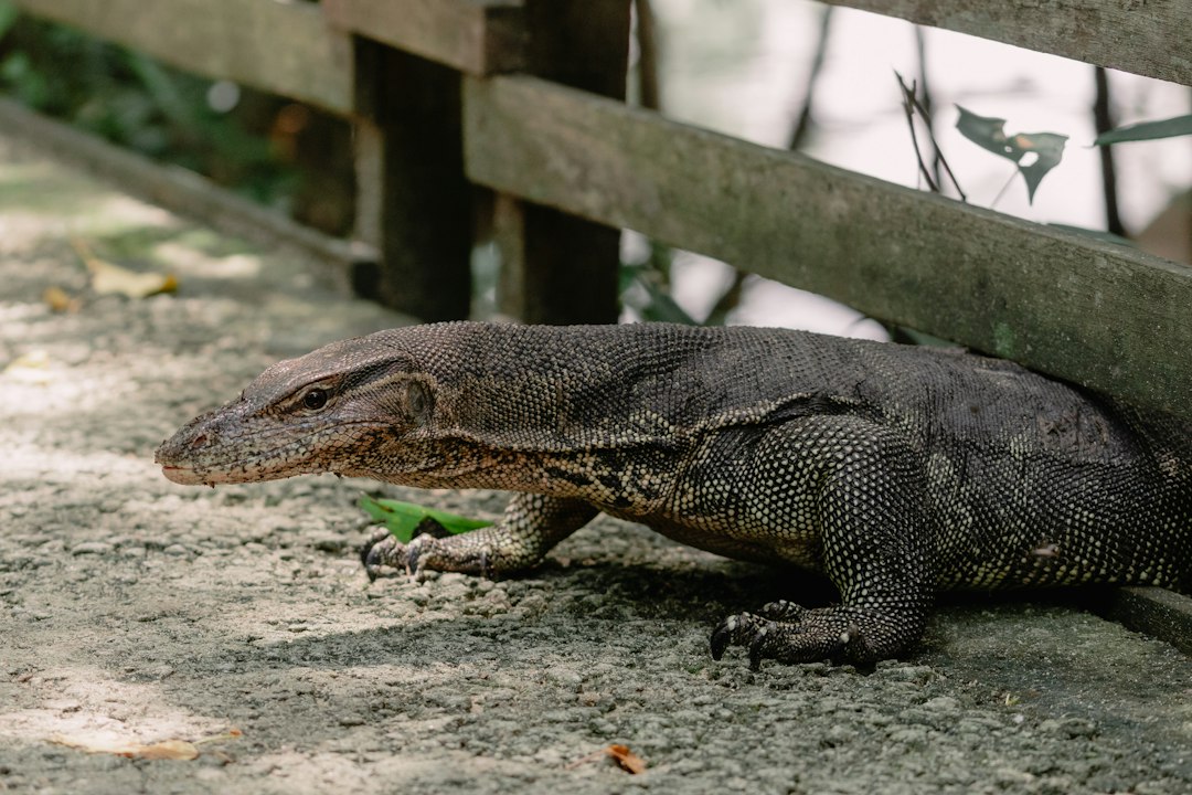 Esplora il Paradiso Naturale di Sungei Buloh - 301 Neo Tiew Cres | Secret World Trip Planner