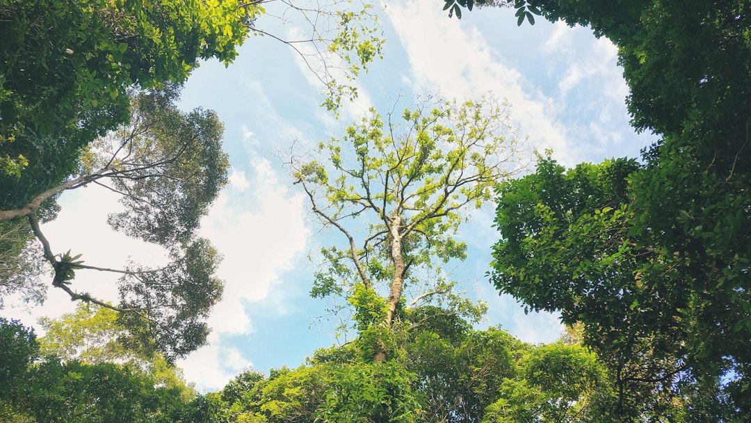 Discover the Magic of Bukit Timah Nature Reserve — Hindhede Dr