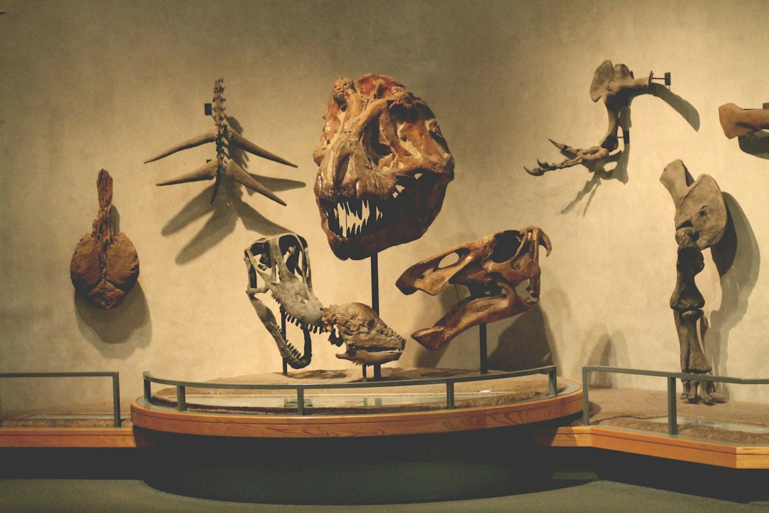 National Museum of Ethnology di Leiden: guida alla visita - Steenstraat 1B | Secret World Trip Planner