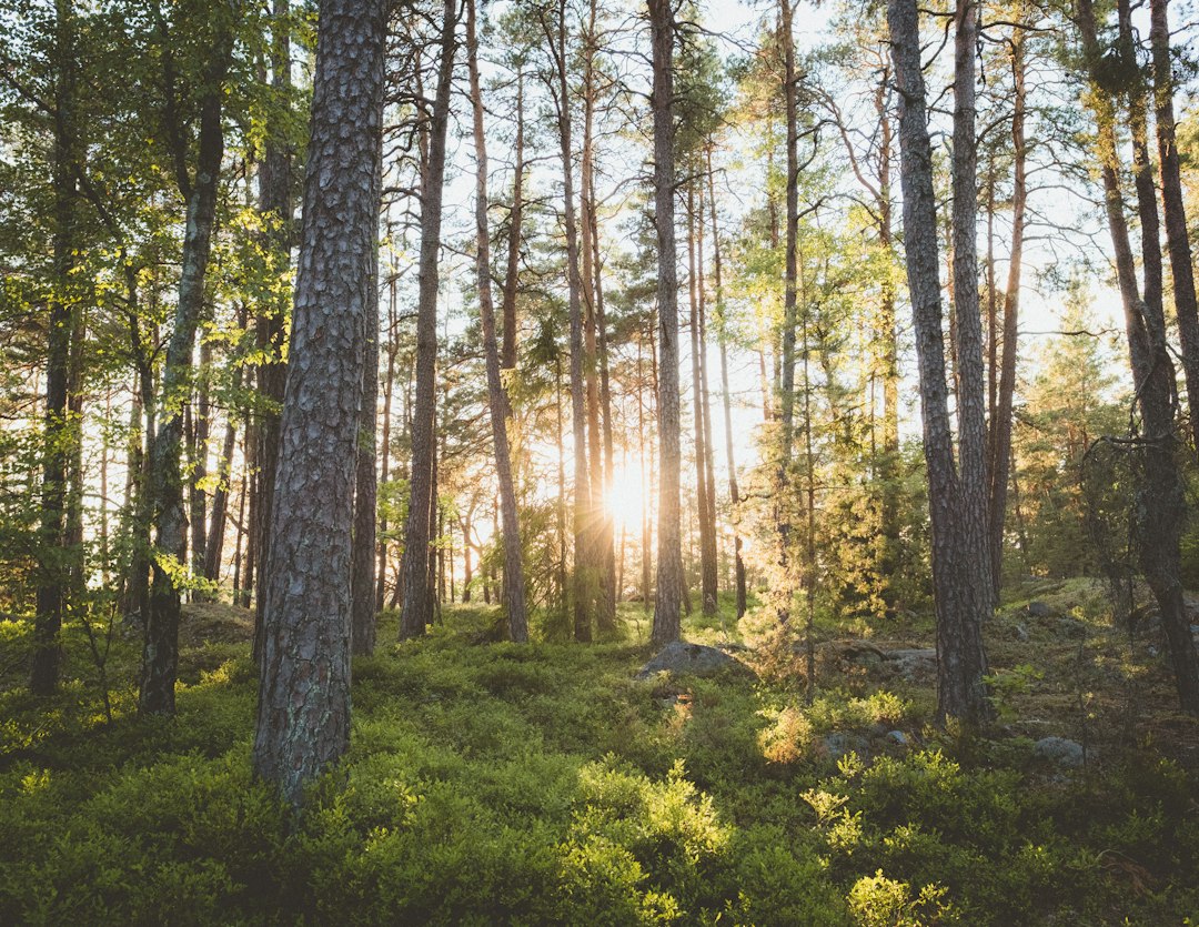 Skogskyrkogården: il cimitero-foresta di Stoccolma - Sockenvägen | Secret World Trip Planner