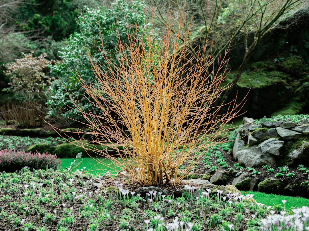 Sunken Garden: il giardino nella cava di Brentwood Bay - Brentwood Bay | Secret World Trip Planner