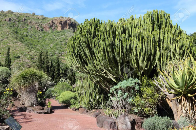 Жардин Ботанико Канарио Виера ба Клавихо - Las Palmas de Gran Canaria | Secret World Trip Planner