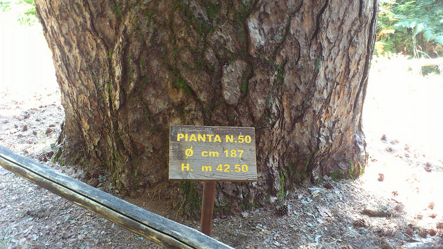 Gjigantët e Silës - Spezzano della Sila | Secret World Trip Planner