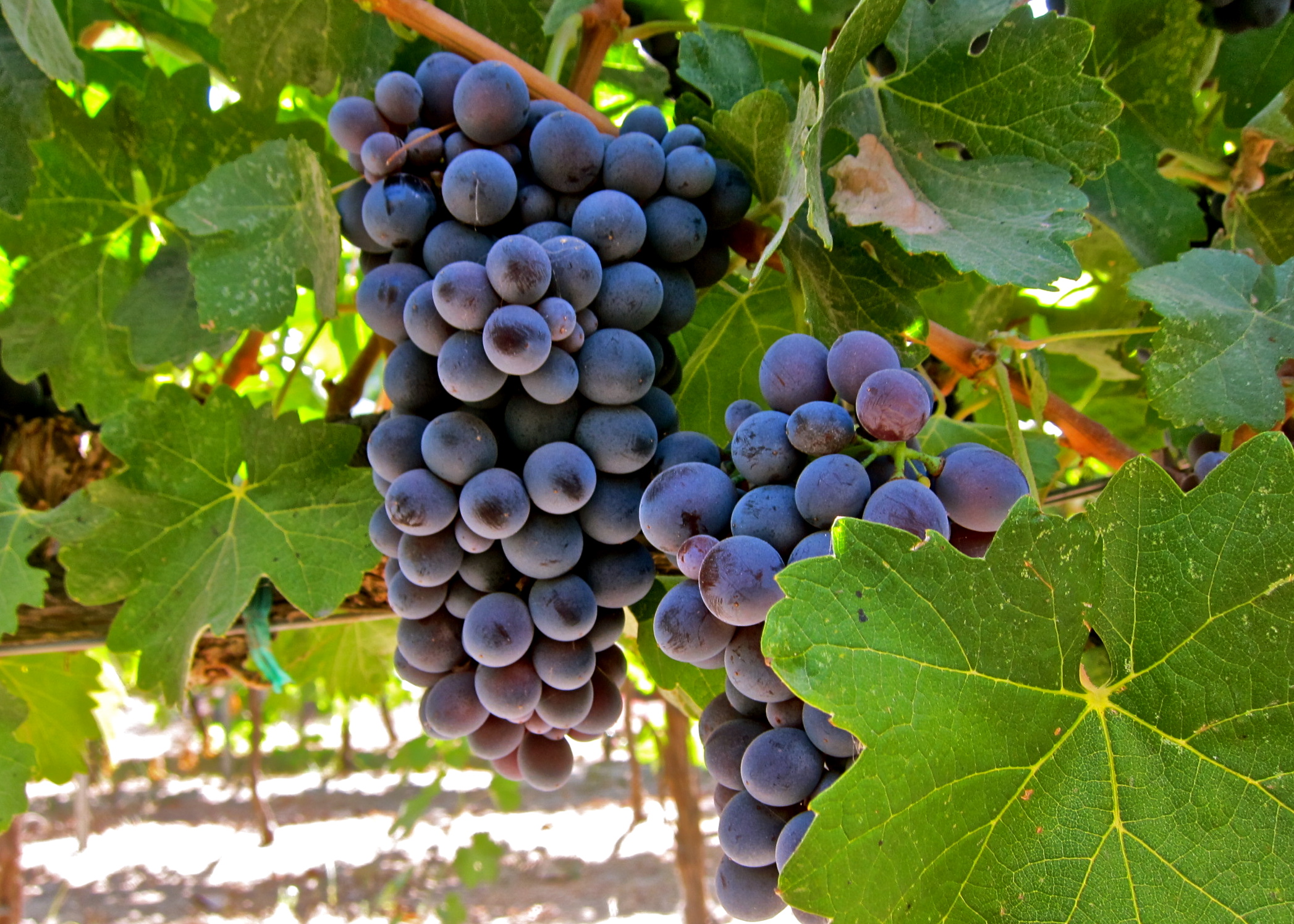 Dunyoning eng yaxshi vinolari | Barbera d'Alba doc - 12051 Alba CN | Secret World Trip Planner