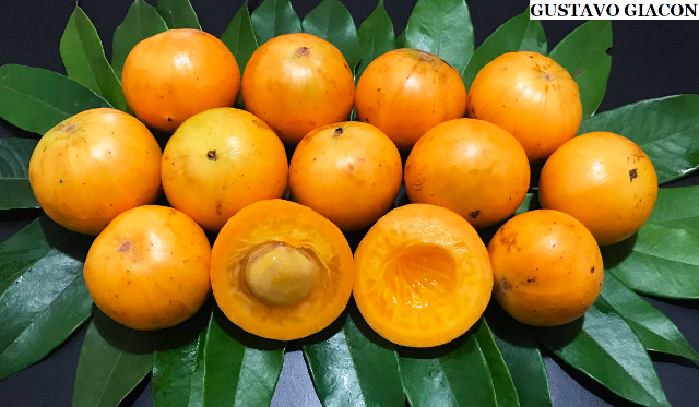 Cambucá — Ilhabela