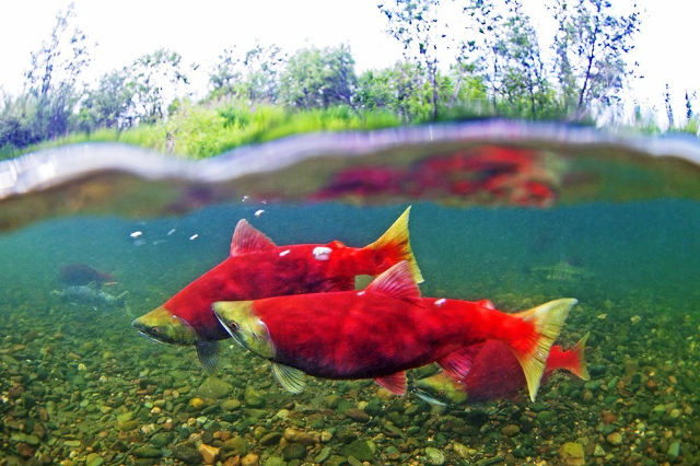 Okanagan sockeye salmon — Okanagan Lake
