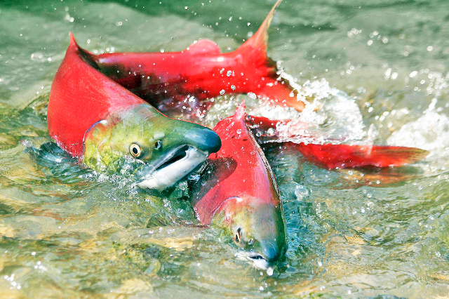 Okanagan sockeye salmon - Okanagan Lake | Secret World Trip Planner