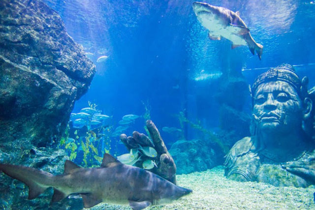 Sea Life Bangkok Ocean World - Khet Pathum Wan | Secret World Trip Planner