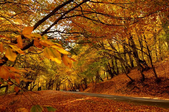 Umbra Ormanı - Foresta Umbra | Secret World Trip Planner