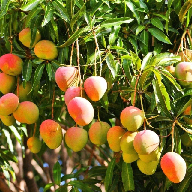 Alphonso-mango's - Devgad | Secret World Trip Planner