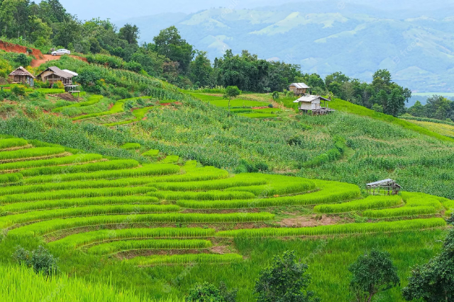 Pa Pong Pieng riisitrassid — Tambon Chang Khoeng
