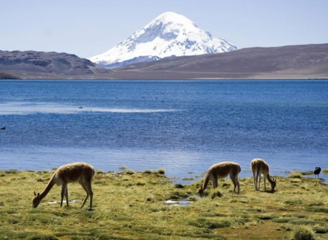 Las Vicuñas nationalreservat | Secret World Trip Planner
