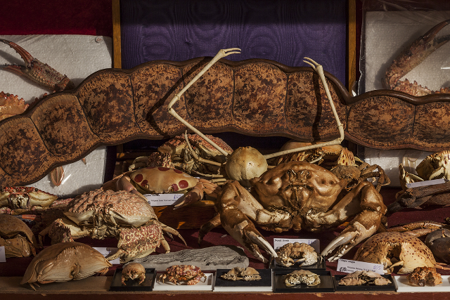 Ang Viktor Wynd Museum of Curiosities, Fine Art, at Natural History - Cambridge Heath Rd | Secret World Trip Planner