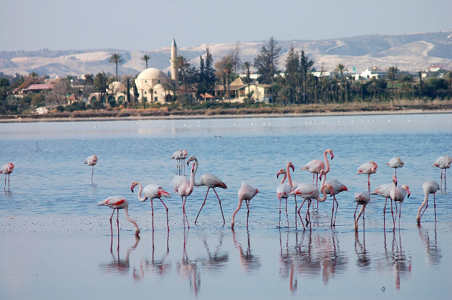 लार्नाका सॉल्ट लेक - Larnaca | Secret World Trip Planner