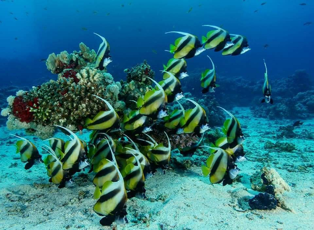 Pigeon Island - Pigeon Island | Secret World Trip Planner