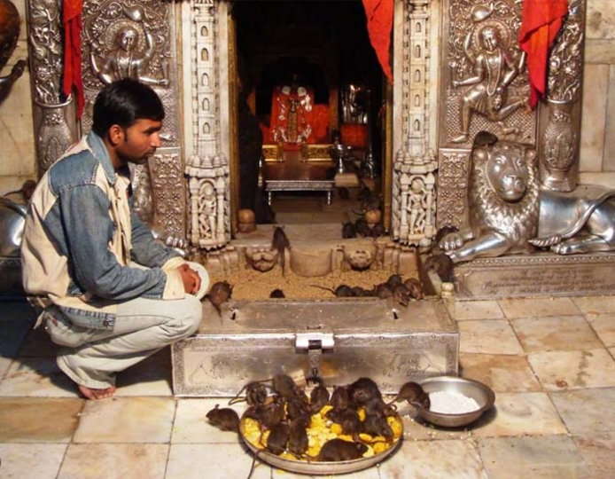 Karni Mata Hofið - Bikaner | Secret World Trip Planner
