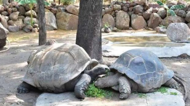 Parque Zoológico Nehru - Hyderabad | Secret World Trip Planner