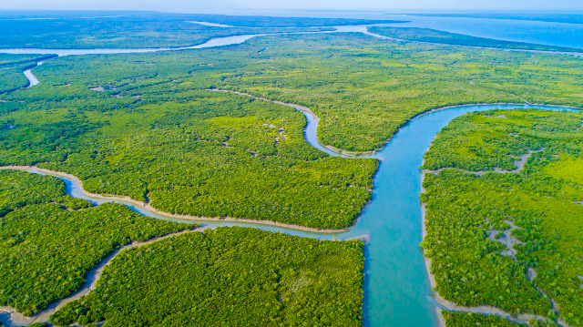 La foresta di riserva di Sundarbans (SRF)