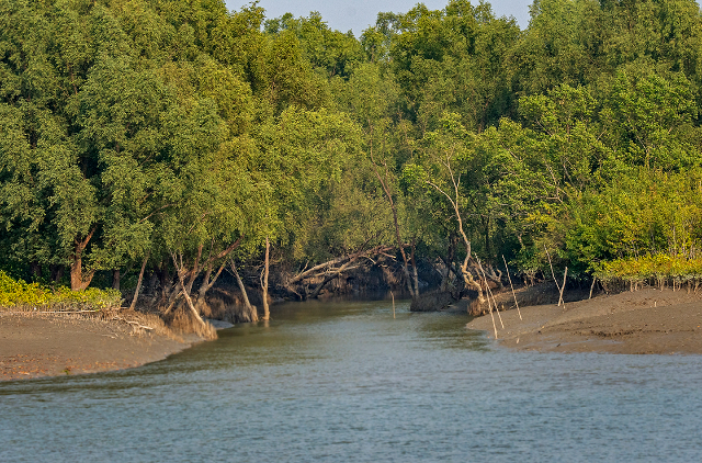 La foresta di riserva di Sundarbans (SRF) | Secret World Trip Planner