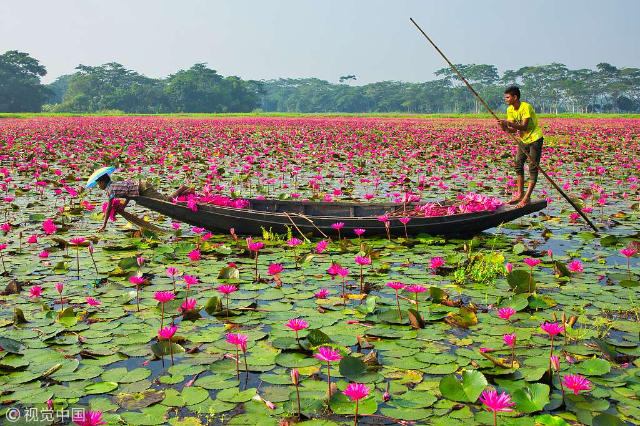 Il vibrante spettacolo della fioritura delle ninfee rosa acceso di Barisal - Barishal | Secret World Trip Planner