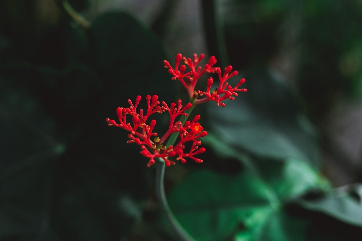 Lalbagh Botanical Gardens - Bengaluru | Secret World Trip Planner