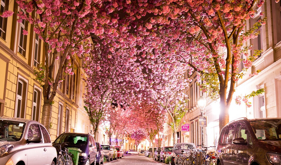 Cherry Blossom Tunnel in Bonn - Bonn | Secret World Trip Planner