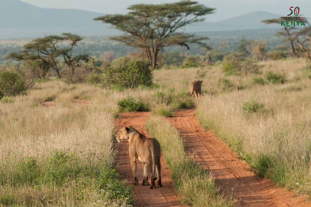 Des forêts aux déserts : La nature sauvage aux couleurs de rouille du nord du Kenya - Monte Kenya | Secret World Trip Planner