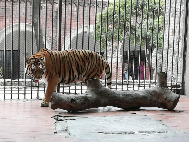 Zoo di Lahore - Lahore | Secret World Trip Planner
