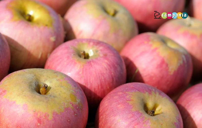 Annurca Apple, Ang Reyna ng mansanas - Valle di Maddaloni | Secret World Trip Planner