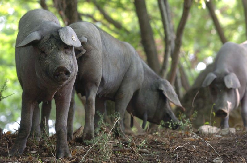 Porc negre de Caserta anomenat pelatello - Caserta | Secret World Trip Planner