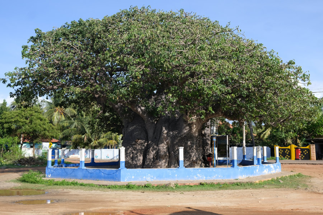 O baobab de Pallimunai - Mannar | Secret World Trip Planner
