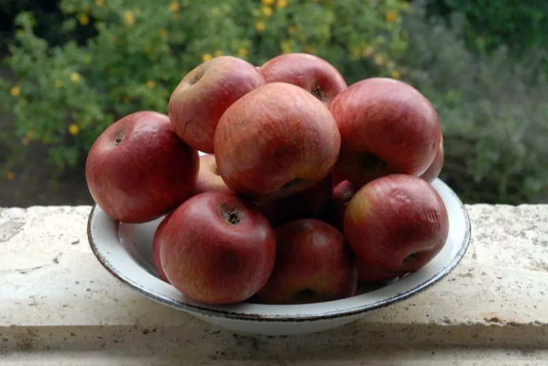Apple Annurca, кралицата на ябълките - Valle di Maddaloni | Secret World Trip Planner