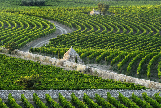 Primitivo di Manduria - Manduria | Secret World Trip Planner