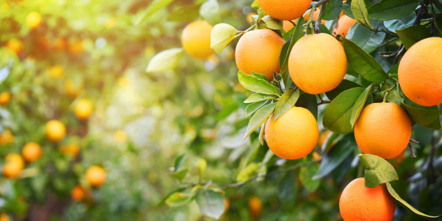 Nagpur, the City of Oranges — Nagpur