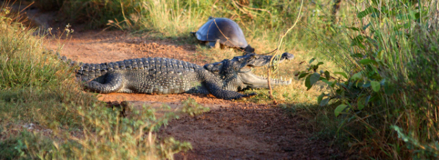 വിൽപത്ത് ദേശീയോദ്യാനം | Secret World Trip Planner