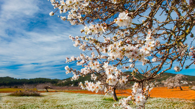 Almond Blossom — Ivissa