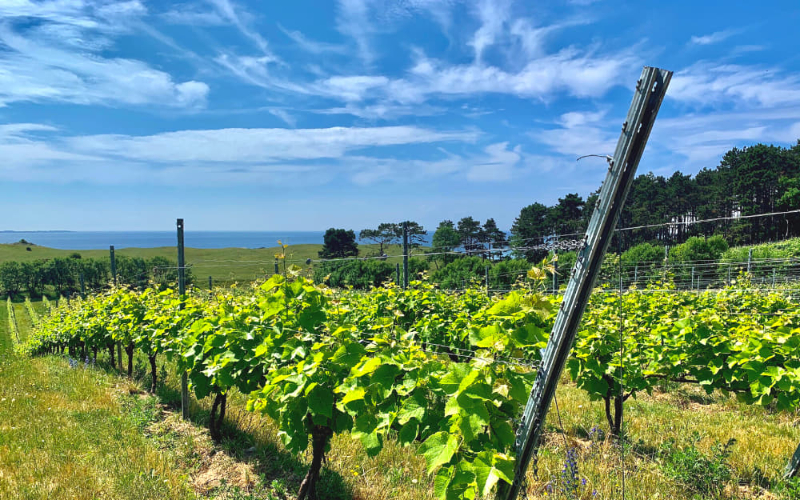 Røsnæs e il vino della Danimarca - Kalundborg | Secret World Trip Planner