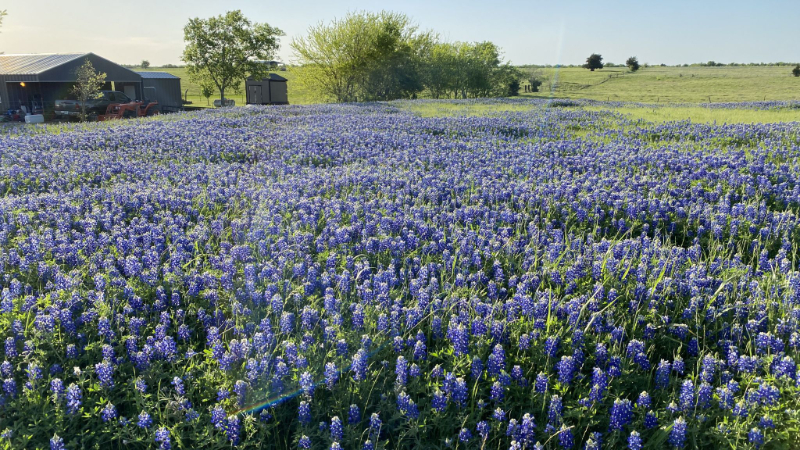 Sentieri Ennis Bluebonnet - Ennis | Secret World Trip Planner